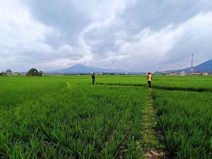 tanah sawah hanya 4 km dari tol cileunyi bandung