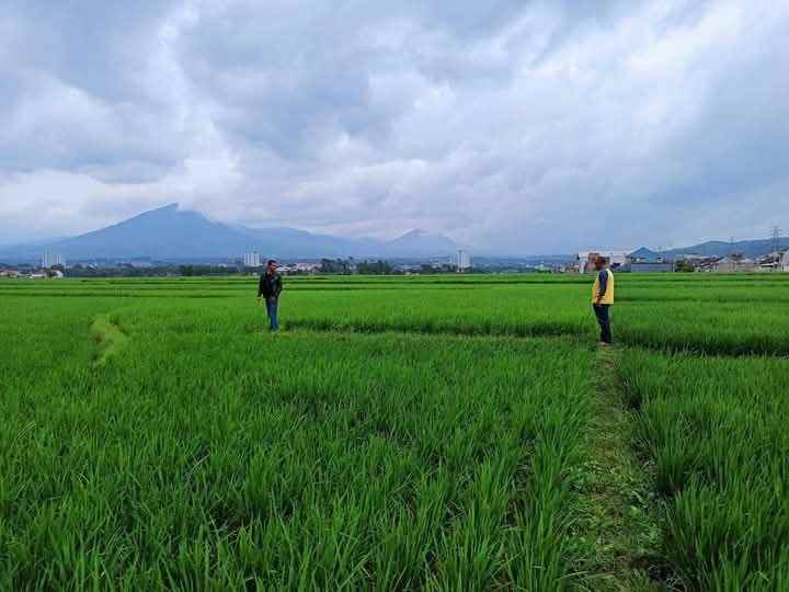 tanah sawah hanya 4 km dari tol cileunyi bandung