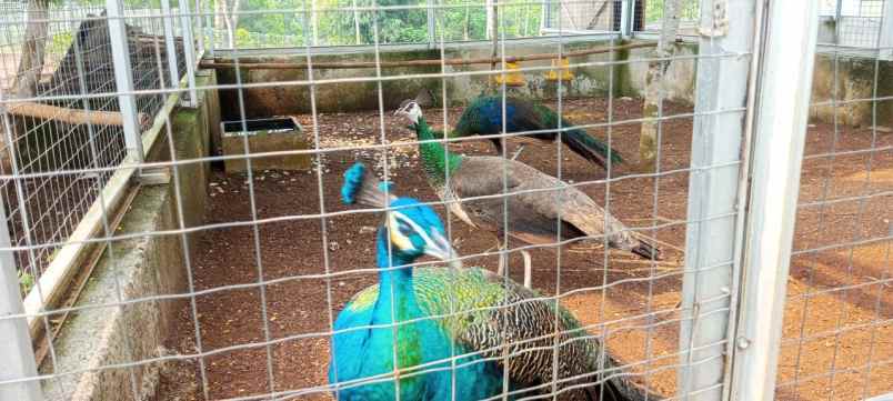 dijual kebun durian premium villa eksklusif siap panen