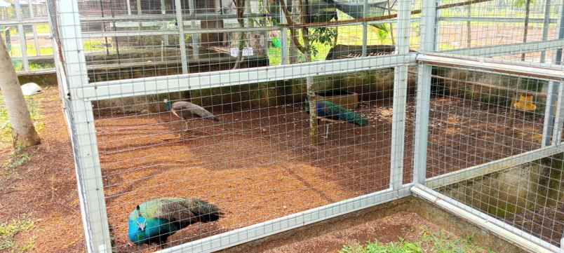 dijual kebun durian premium villa eksklusif siap panen