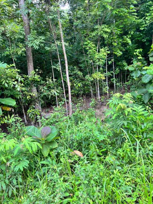 dijual tanah bangunjiwo kasihan bantul