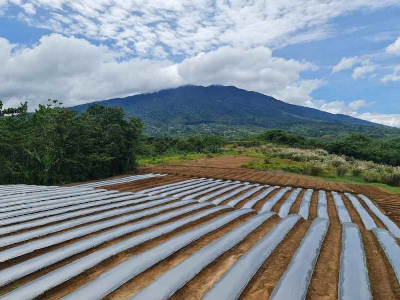 dijual tanah cicurug