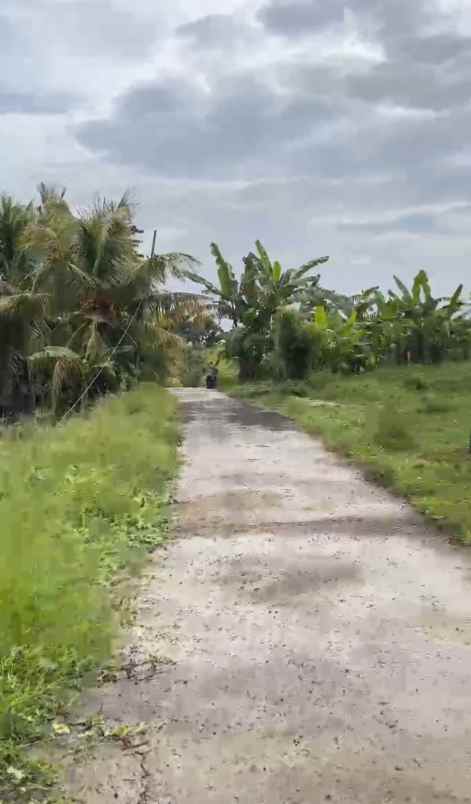 dijual tanah desa selemadeg kec