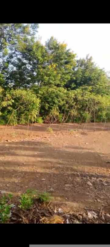 dijual tanah jeruk sawit