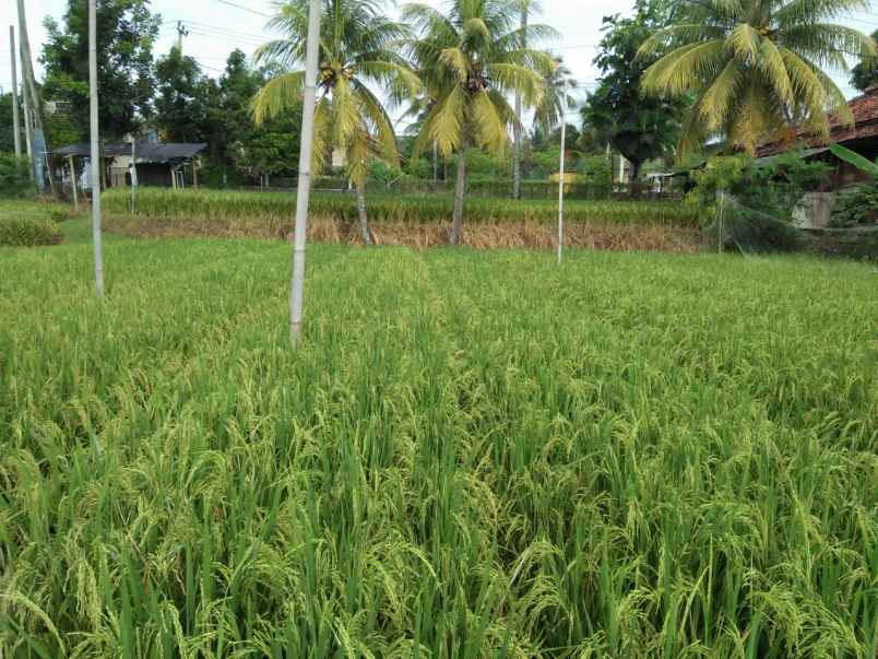 dijual tanah jl cirenik karangpapak