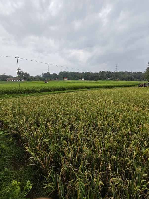 dijual tanah sawah produktif akses jl mobil