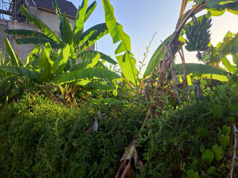 dijual tanah sedap malam