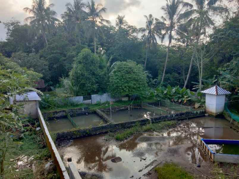 dijual tanah sudah ada kolam dan ada kebun nya
