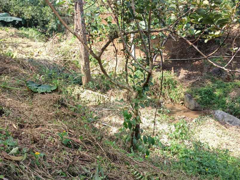 dijual tanah tajur halang cijeruk