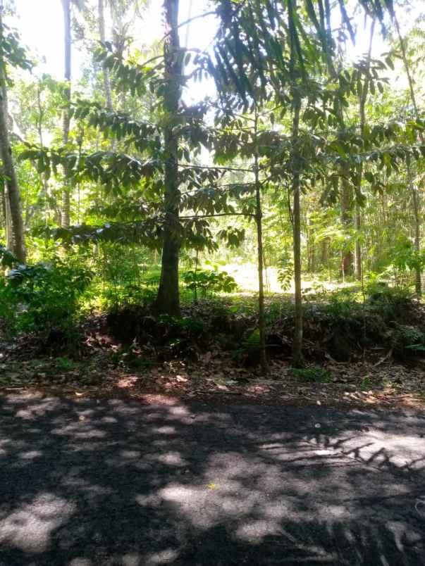 dijual tanah tegalan mangku jalan kepurun panggang