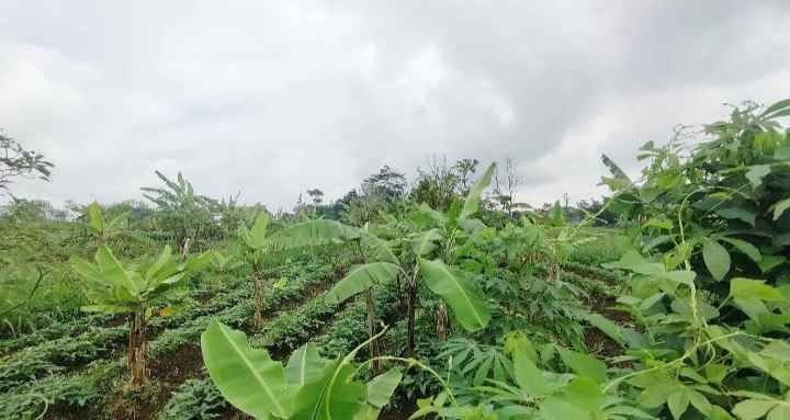 dijual tanah view gunung udara sejuk