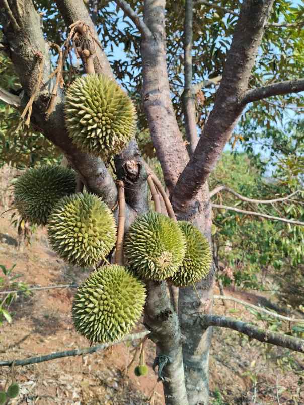 jual kebun durian mantap