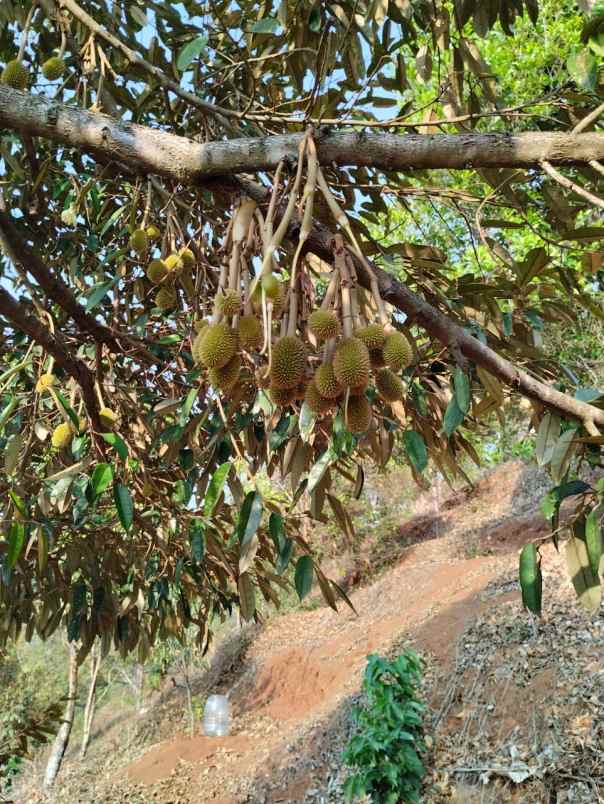 jual kebun durian mantap