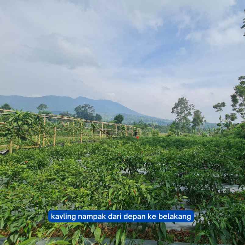 jual tanah murah di lembang