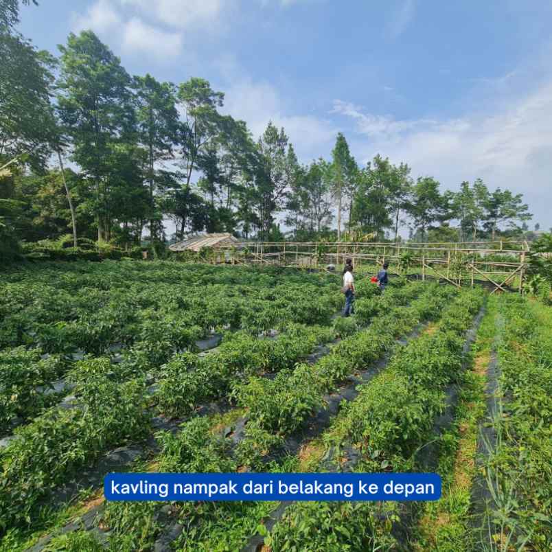 jual tanah murah di lembang