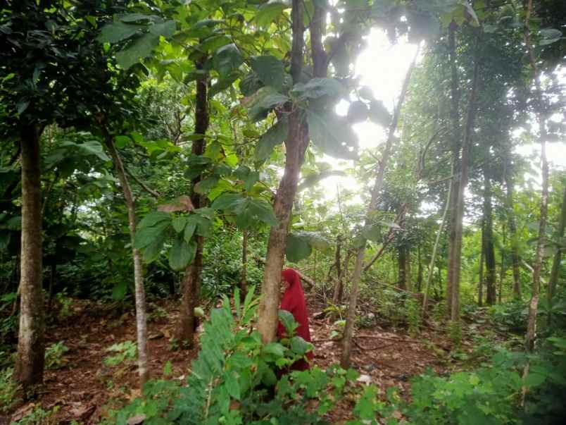 jual tanah pekarangan murah