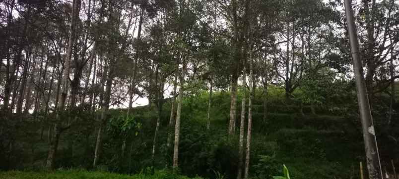 lahan kebun 95 h sukabumi