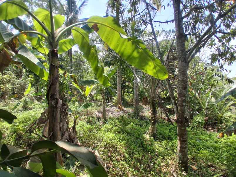 langka banget tanah murah 9 are di desa lumbung