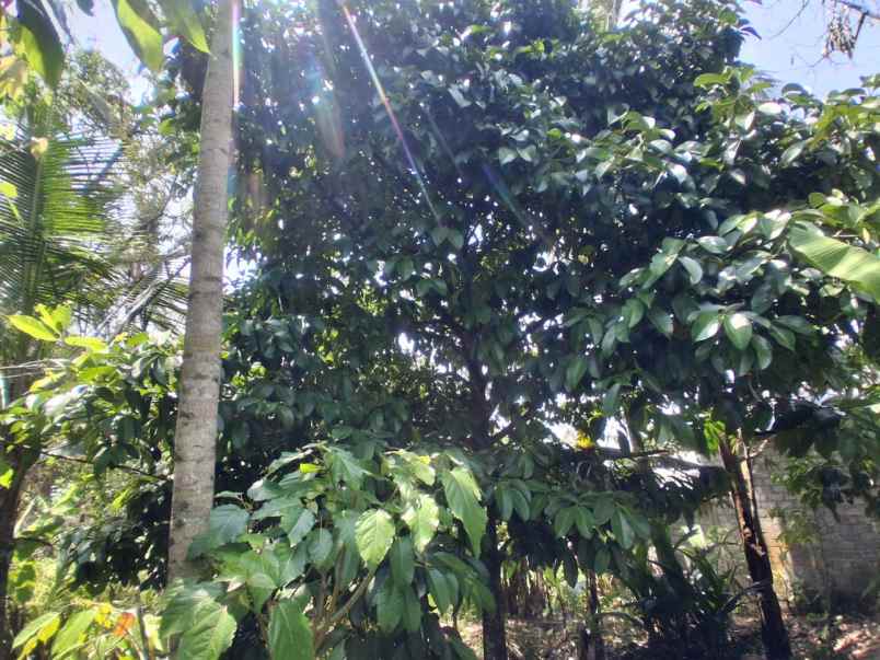 langka banget tanah murah 9 are di desa lumbung