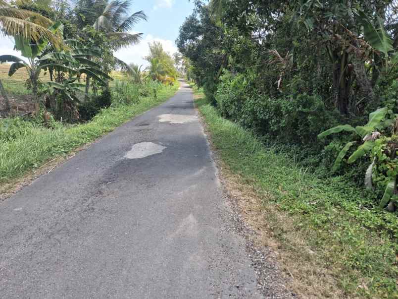 langka banget tanah murah 9 are di desa lumbung
