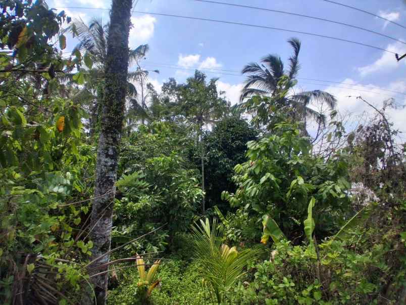 langka banget tanah murah 9 are di desa lumbung