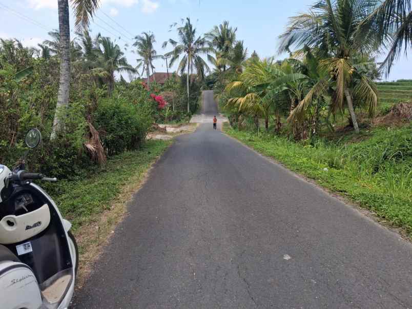 langka banget tanah murah 9 are di desa lumbung