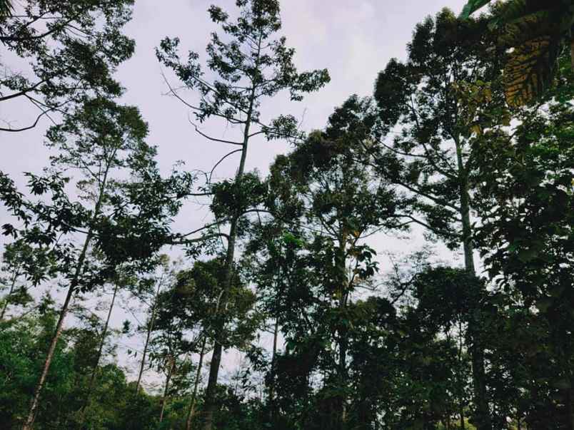 tanah karangpandan karanganyar