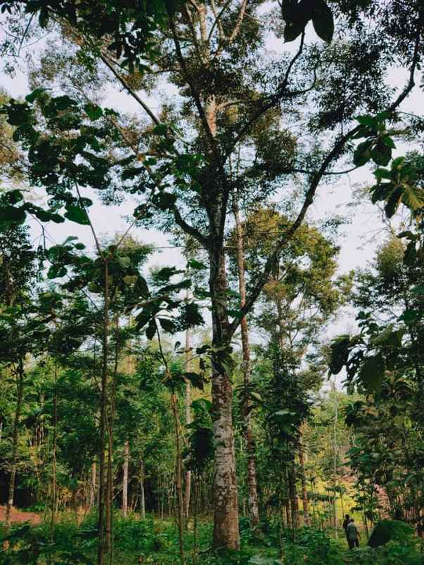 tanah karangpandan karanganyar