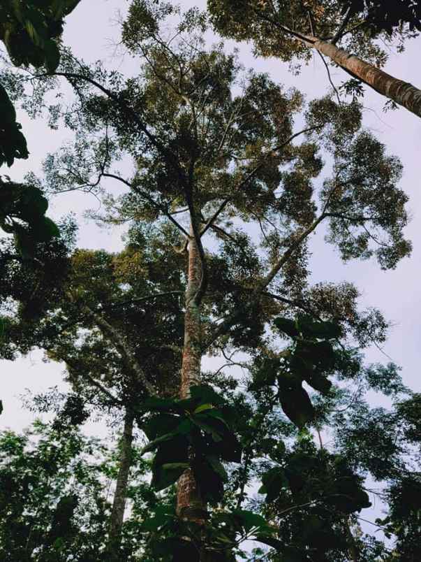 tanah karangpandan karanganyar