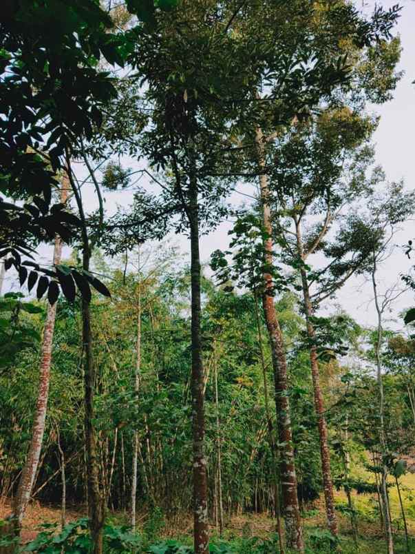 tanah karangpandan karanganyar