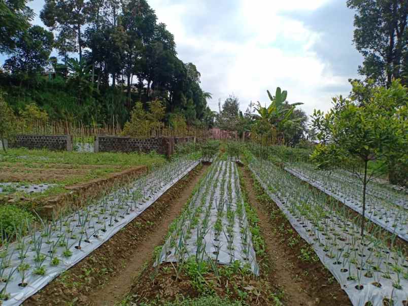 tanah kemuning ngargoyoso