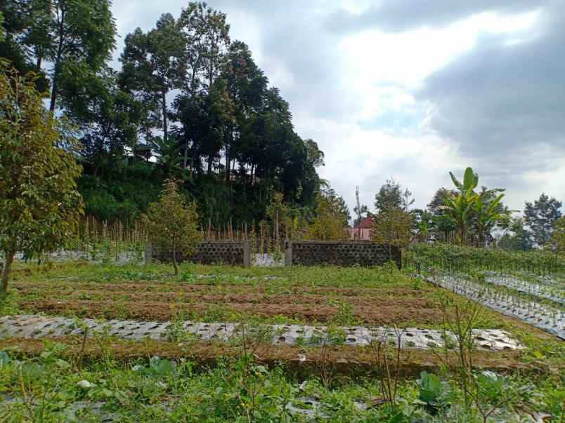 tanah kemuning ngargoyoso