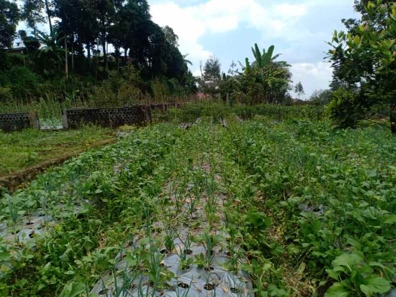 tanah kemuning ngargoyoso