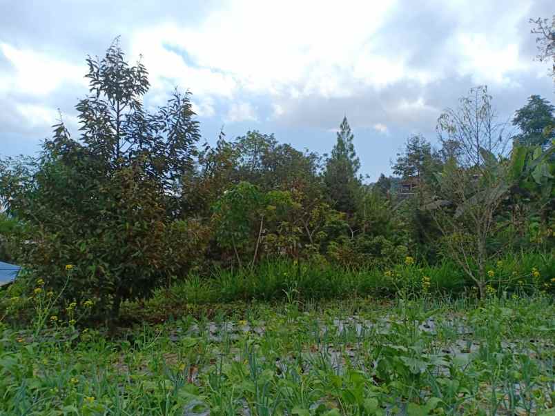 tanah kemuning ngargoyoso