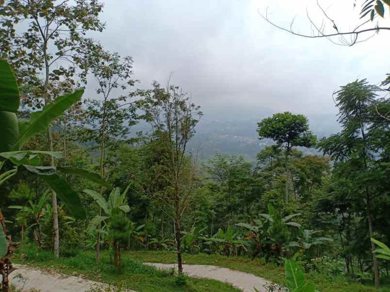 tanah kemuning ngargoyoso