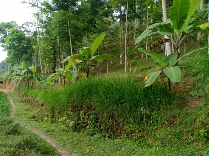 tanah kemuning ngargoyoso