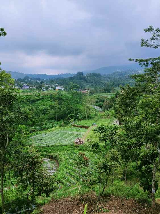 tanah kemuning ngargoyoso