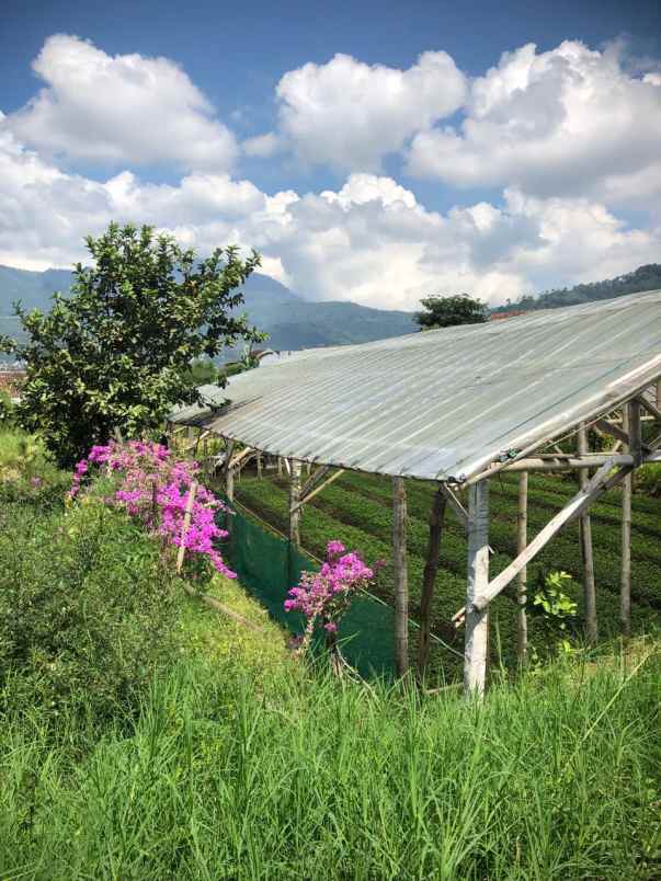 tanah subur strategis super luas murah di kota batu