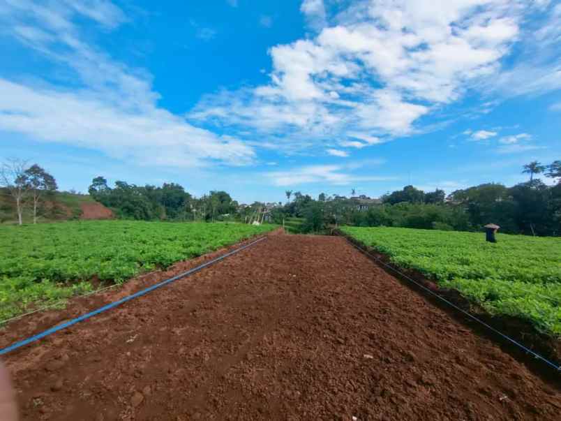 tanah sukamanah megamendung