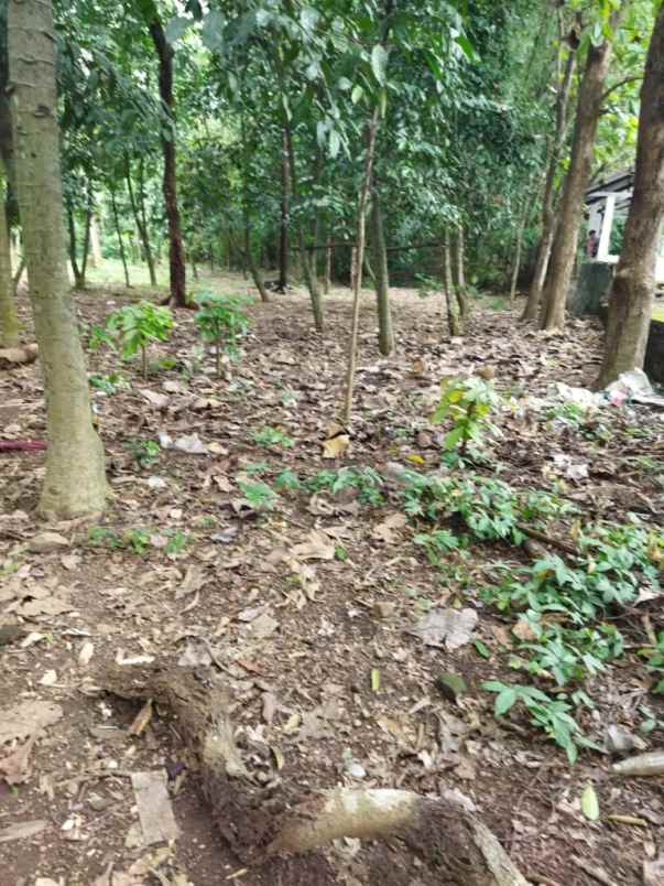 tanah talun cirebon jabar