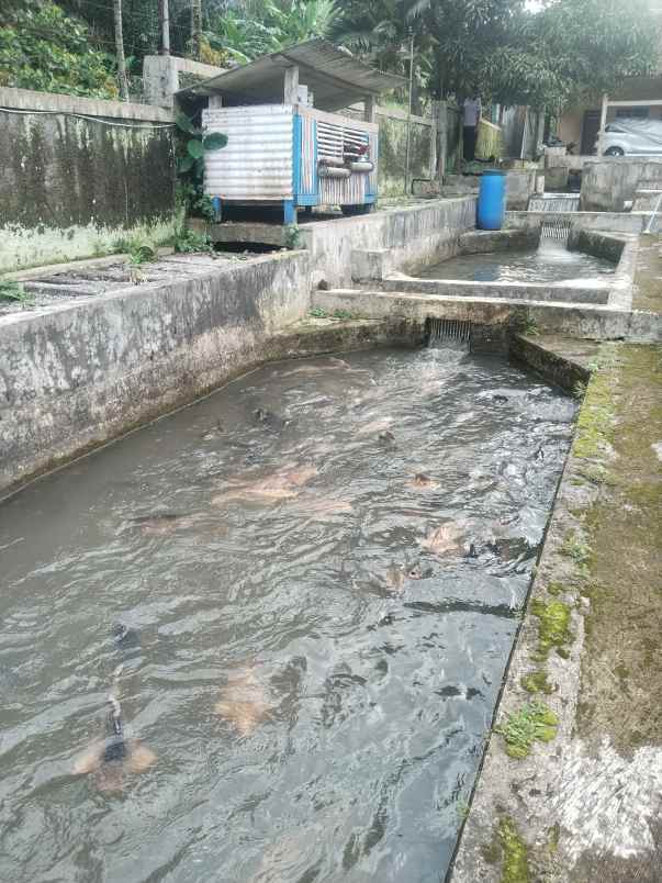 vila kolam deras cisalak subang jawa barat