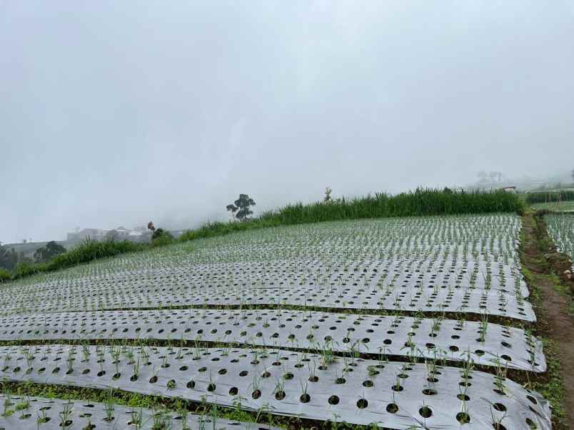 dijual tanah candi cetho karanganyar