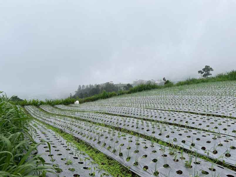 dijual tanah candi cetho karanganyar