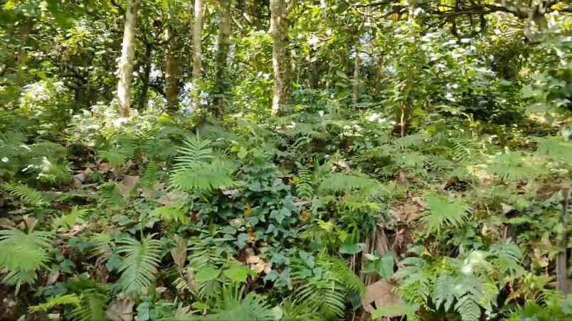 dijual tanah desa wisata gunung salak