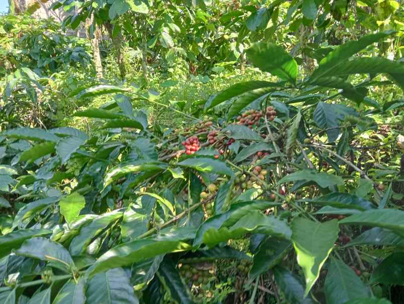 dijual tanah ds sanda kec pupuan