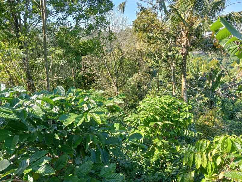 dijual tanah ds sanda kec pupuan