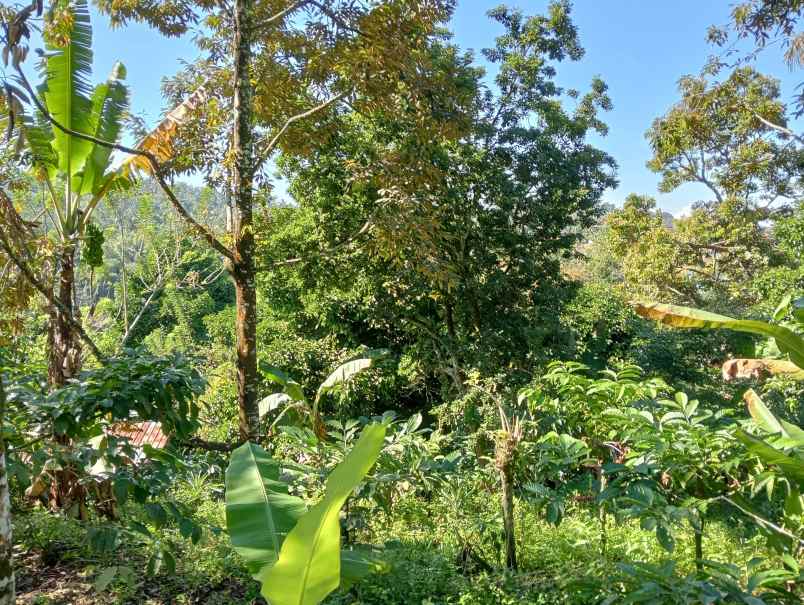 dijual tanah ds sanda kec pupuan