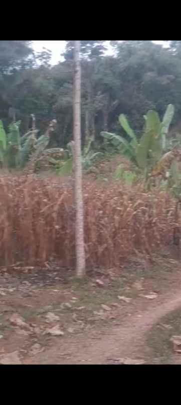 dijual tanah jl h r danuresmaya desa jati