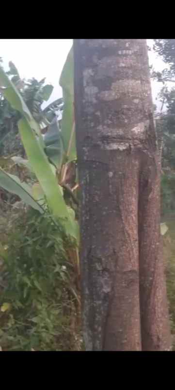 dijual tanah jl h r danuresmaya desa jati