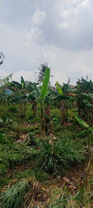 dijual tanah jl nangka gg belong